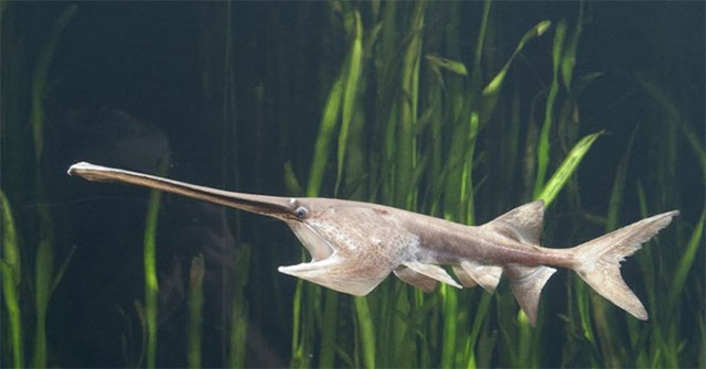 The swordfish of the Yangtze River is believed to be extinct