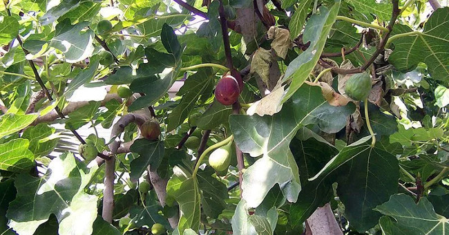 The system helps Israeli farmers water with smartphones