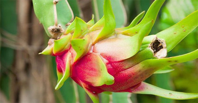 The taboo when eating dragon fruit, everyone should know to avoid picking up disease in the body