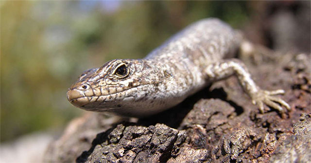 The tail lizard then grows back: The ability to make this person jealous turns out to be a huge trade-off