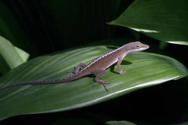 The tail lizard to become an acrobatic actor
