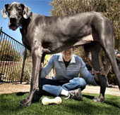 The tallest dog in the world died