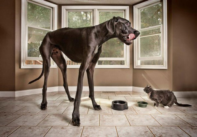 The tallest dog on the planet
