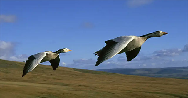The tallest flying bird in the world