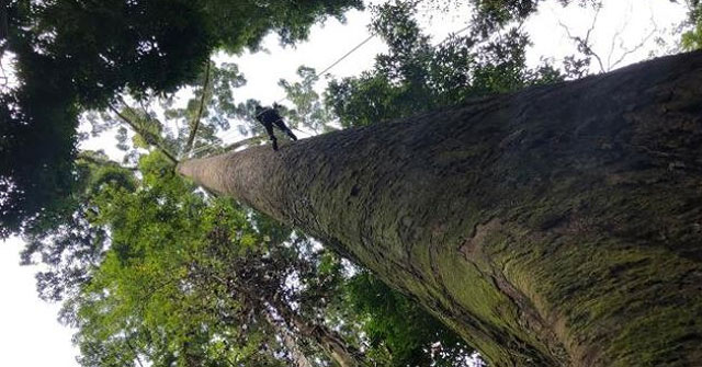The tallest tropical tree in the world is 100.8 m high, weighing 81.5 tons