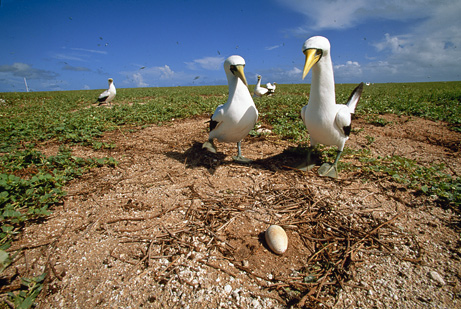 The Tasman crazy bird has never been extinct