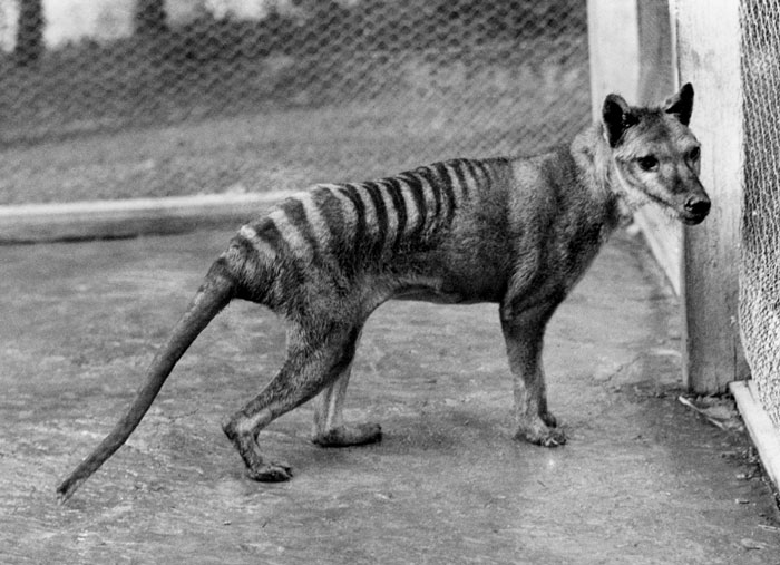The Tasmanian tiger dies