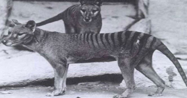The Tasmanian tiger is about to be