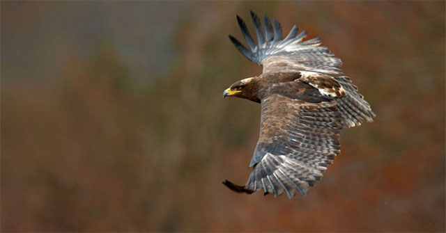 The team nearly went bankrupt because they were watching the eagles unexpectedly they flew too far