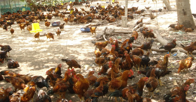 The technique of raising chickens in our gardens is highly effective