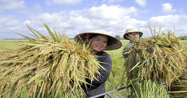 The technique to create rice varieties is higher than the head, yield 30 tons / ha