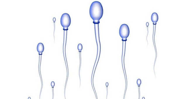 The technology for producing sperm and artificial eggs is ripe