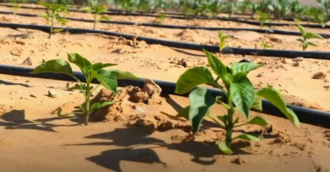 The technology turns desert into arable land just after 7 hours