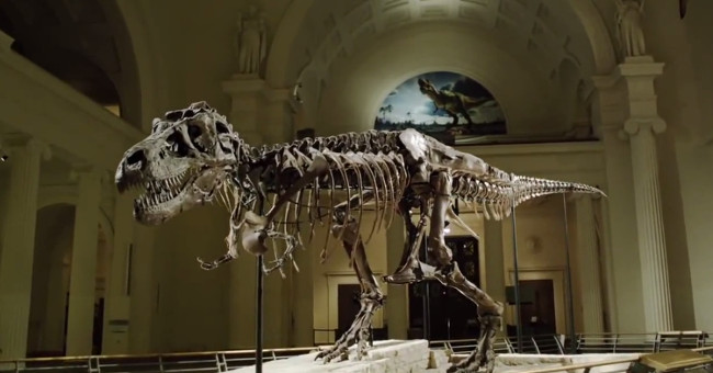 The teeth of tyrannical dinosaurs confuse the scientific world