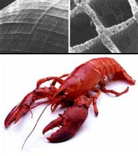 The telescope has lobster eyes