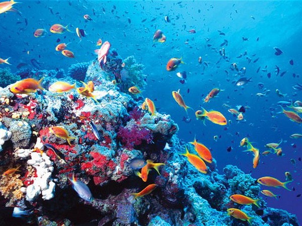 The temperature of the Earth increases, making the marine ecosystem strong
