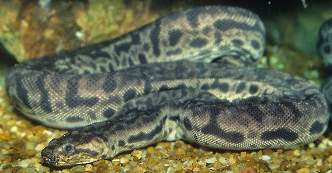 The terrible prey killing skill of the