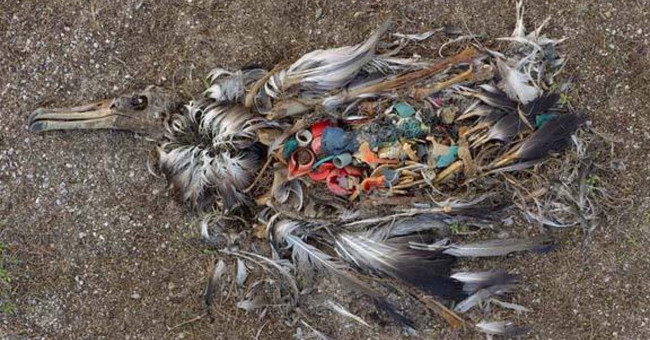 The terrifying truth behind the death of seabirds