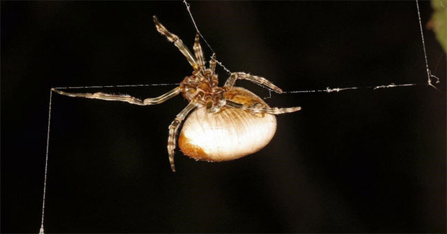 The 'threshing' spider catches like a western cowboy
