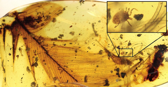 The tick sucked the whole blood of dinosaurs 99 million years in amber grave