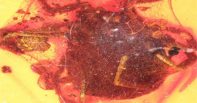 The tick sucks dead blood stuck in amber 100 million years