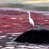 The tide dyed red the Guangdong coast