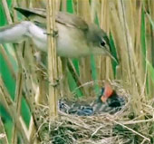 The tiger bird - The silver mother and the killer child
