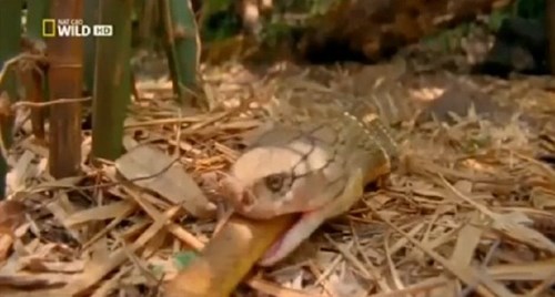 The tiger god swallowed the Boomslang African poisonous snake