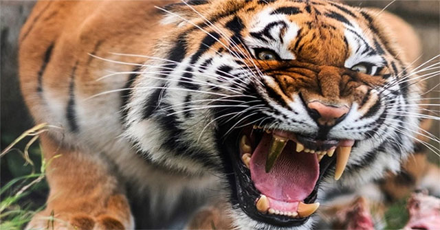 The tiger is planted with fangs of gold