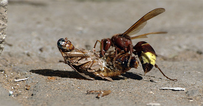 The tiny battle between cockroaches and wasps and the unexpected ending