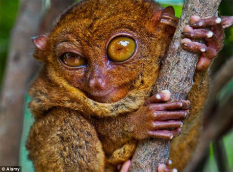 The tiny monkey is just 10cm taller