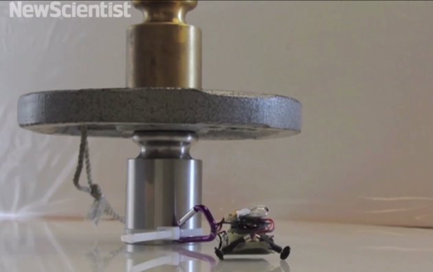 The tiny robot has the ability to pull objects 100 times heavier