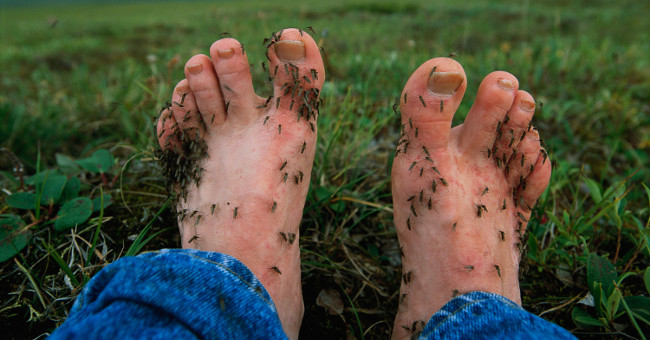 The touching story behind how to fight mosquitoes effectively