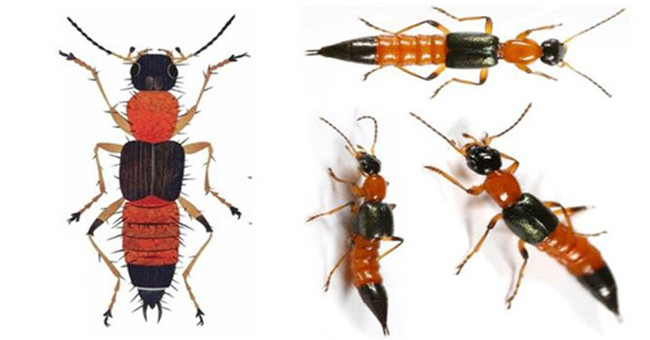 The toxicity of the three-chamber ants is 15 times stronger than the snake's venom