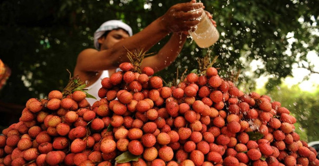 The toxin in litchi kills more than 100 Indian children each year