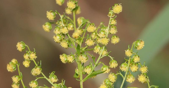 The traditional oriental medicine can help treat tuberculosis