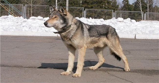 The trait of wolf dogs is not suitable for pets