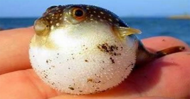The transforming witches in the natural world