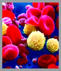 The treatment of stem cells in dogs is a good omen for humans