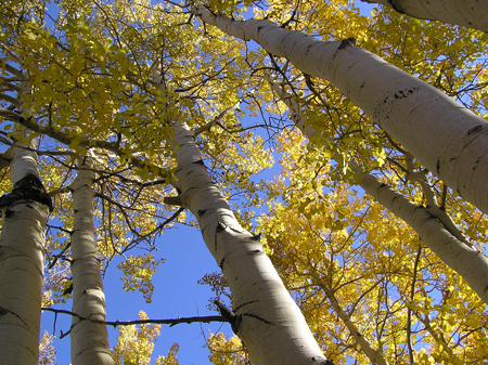 The tree cannot be immortal without pollination