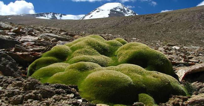 The tree conquers harsh cold on the Himalayan peak