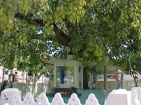 The tree of the Buddha's Nest still lives after 2,500 years