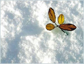 The tree saves the planet from freezing