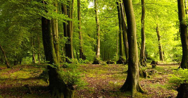 The trees that are most affected by climate change