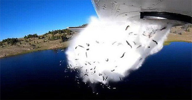 The trout of thousands of salmon is flown into the lake by the aircraft