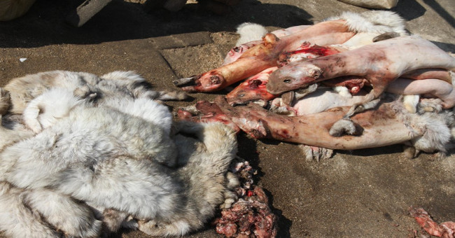 The true brutal truth in the pet industries of the fur industry