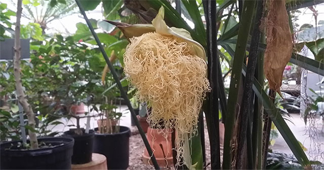 The true nature of the 'weird' flower species looks like newly peeled shrimp noodles