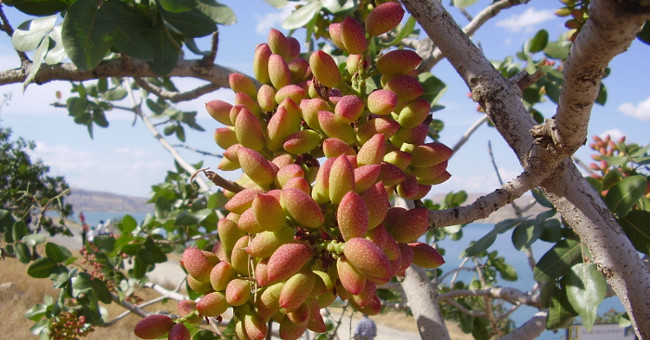 The true shape of the nuts and fruits we eat every day before harvest