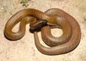 The truth about 11 extremely poisonous snakes in the world