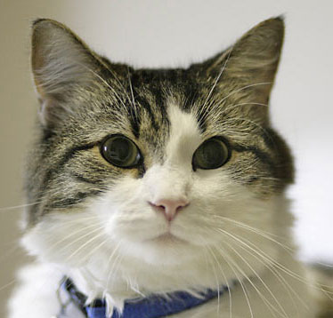 The truth about cats is the ability to predict death